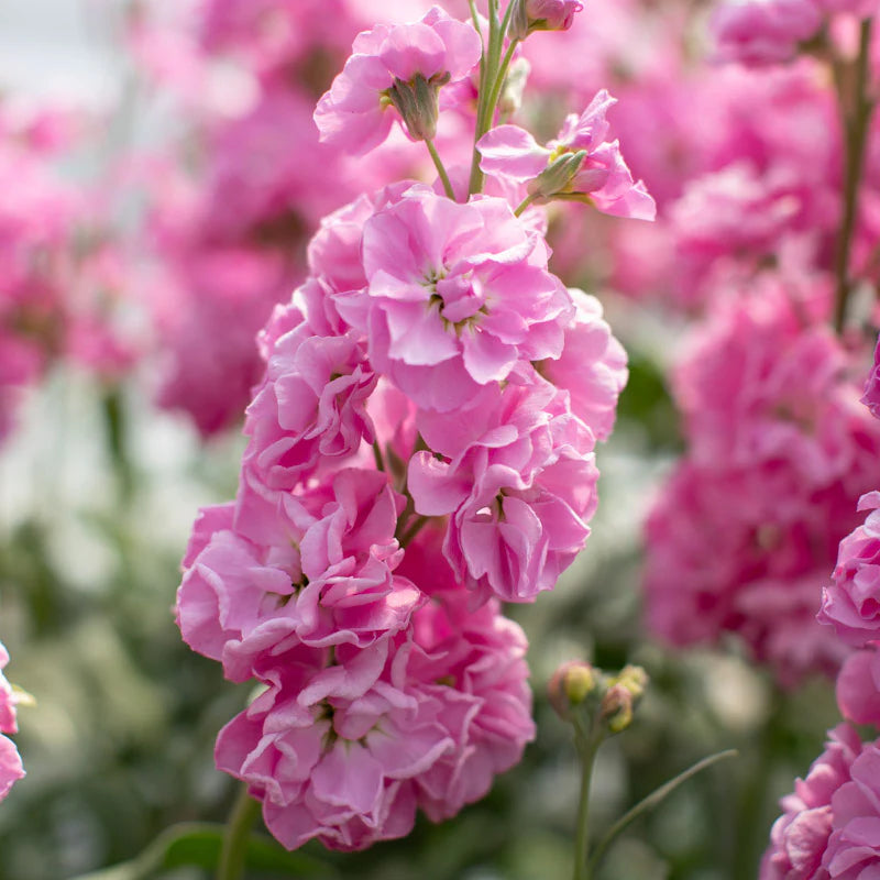 Pink Matthiola Incana Flower seeds for Planting - Long Bloom Season, Heirloom & GMO Free Seeds for Home Garden