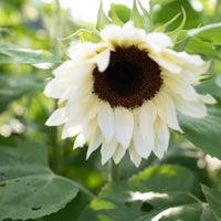 White Sunflower Flower seeds for Planting - Seasonal Bloomer, Heirloom & GMO Free Seeds for Home Garden