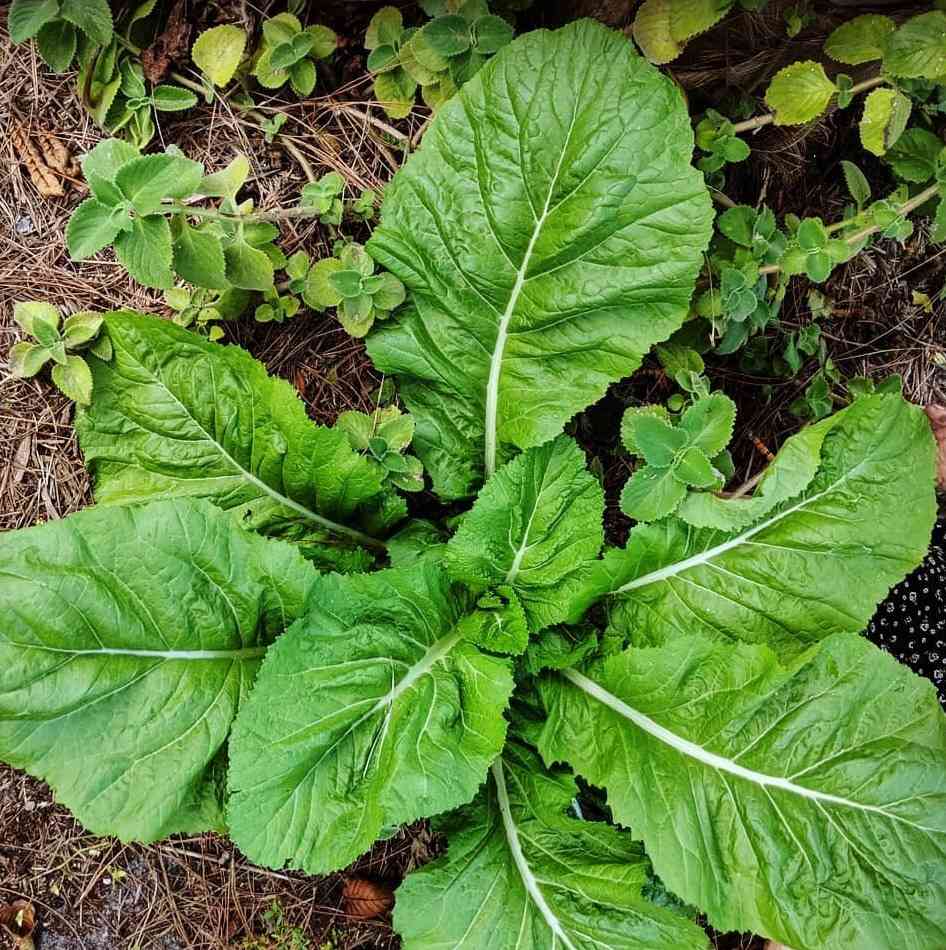 Asian Mustard Green Seeds for Home Garden, Raised Beds, Containers & Outdoor Vegetable Growing