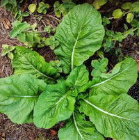 Asian Mustard Green Seeds for Home Garden, Raised Beds, Containers & Outdoor Vegetable Growing