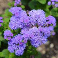 Floss flower seeds for easy planting