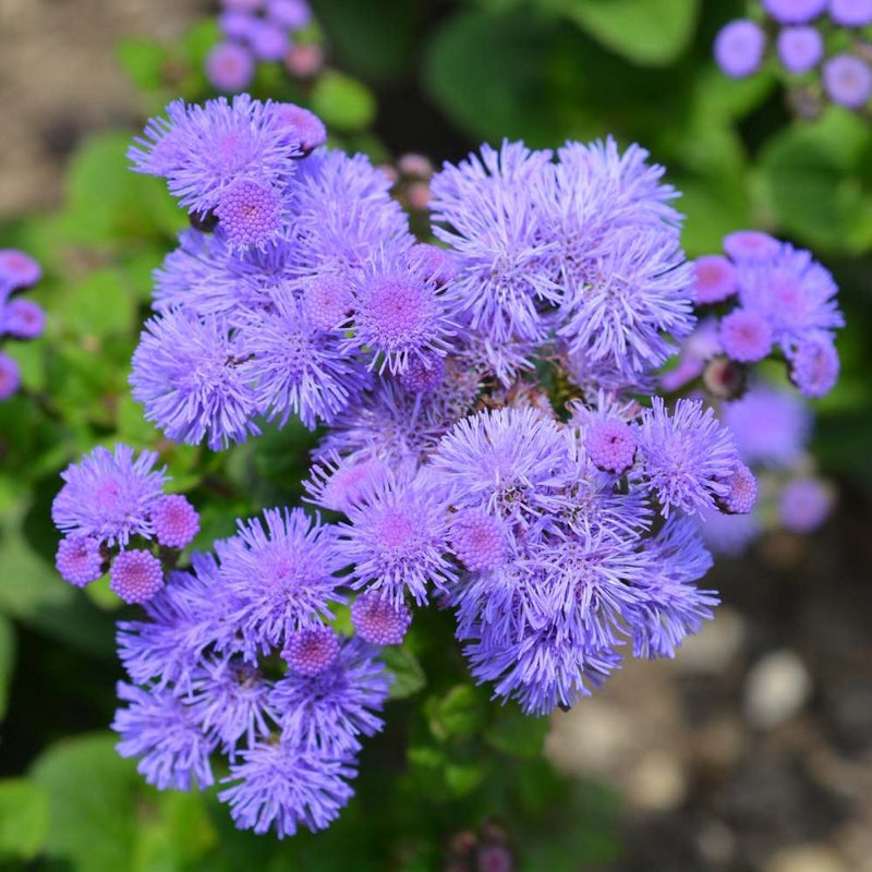 Floss flower seeds for easy planting