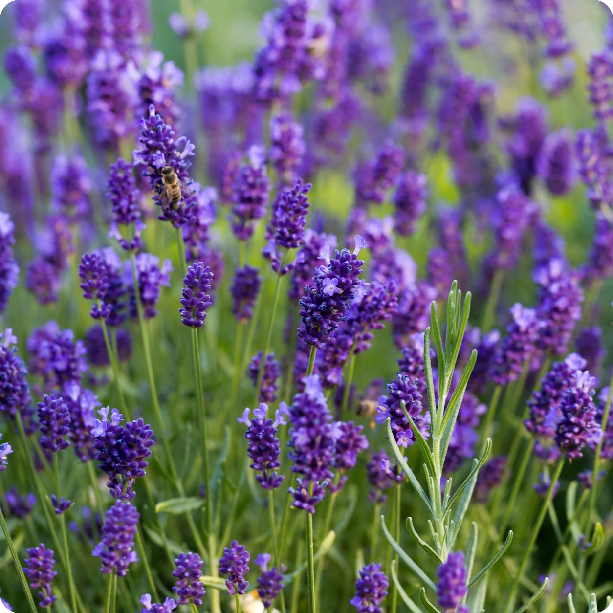 English Lavender (Lavandula angustifolia) Flower seeds for Planting - Premium Quality, Heirloom & GMO Free Seeds for Home Garden