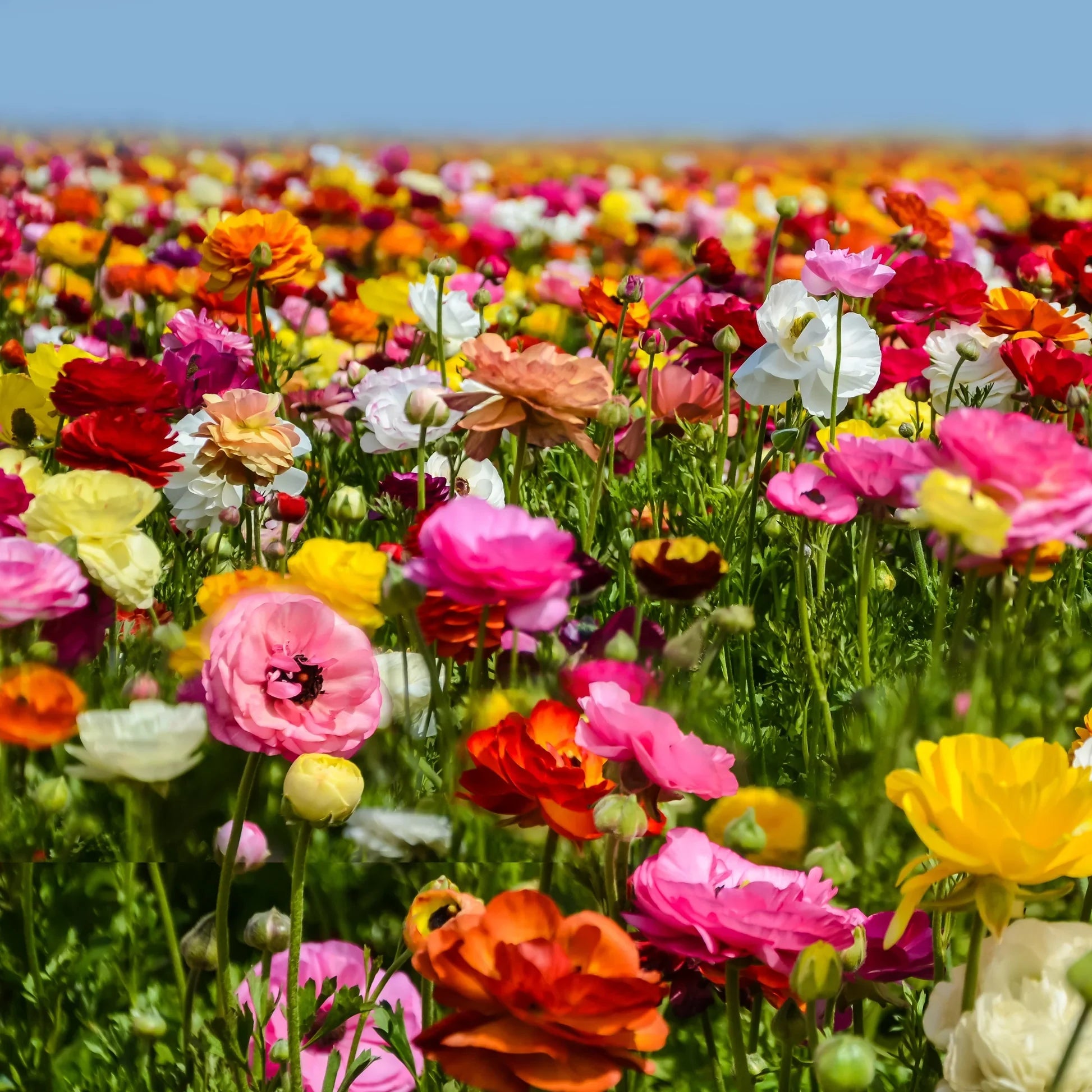 Ranunculus Tecolote Rainbow Mix colorful spring flowers