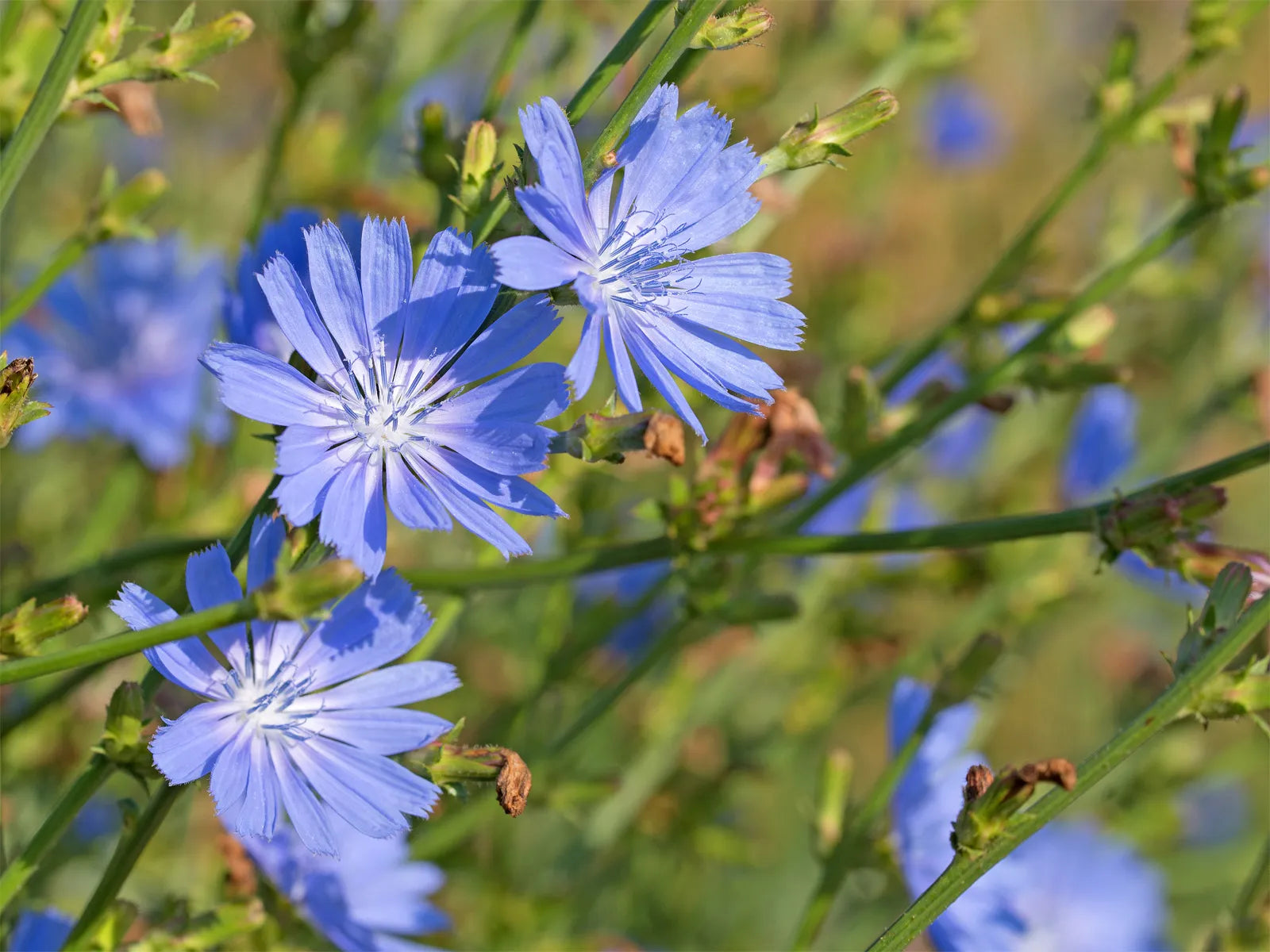 Blue blooms of Cichorium intybus growing in a garden border