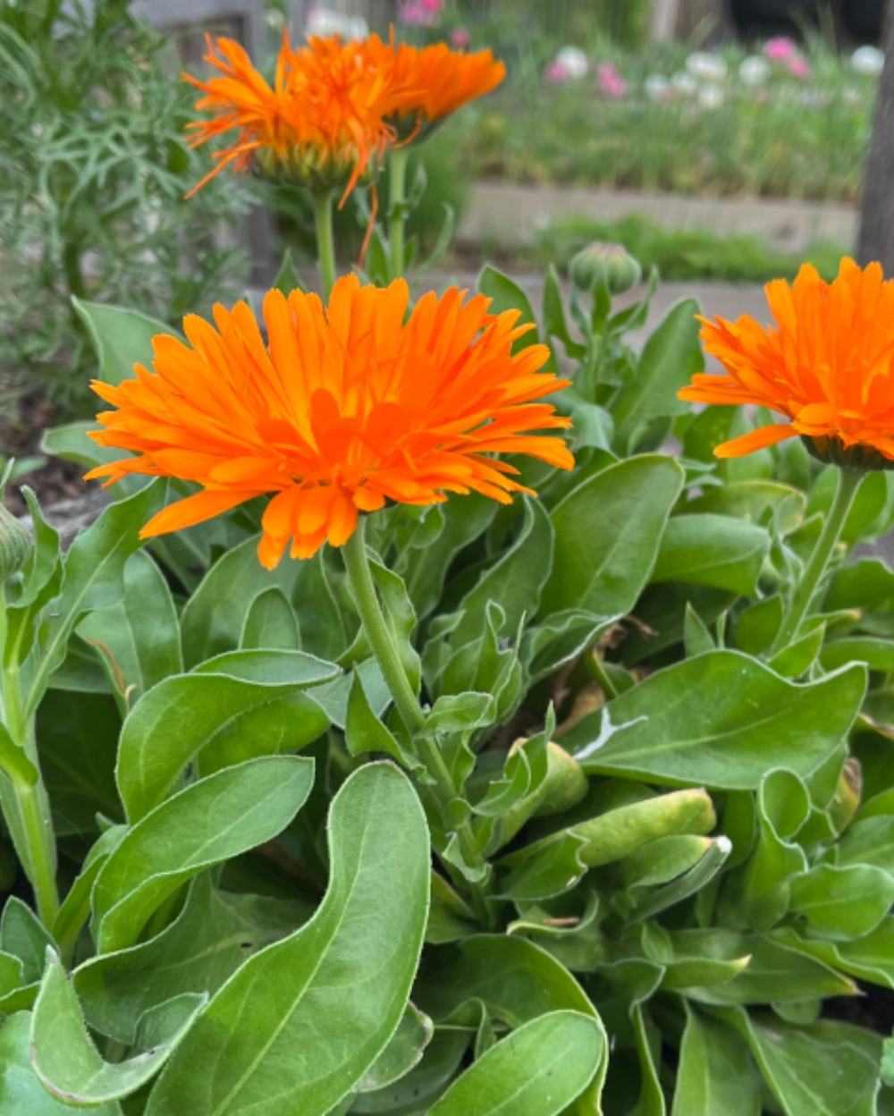 Colorful Calendula Pacific Beauty Mix blossoms in an ornamental flower bed