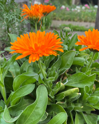 Colorful Calendula Pacific Beauty Mix blossoms in an ornamental flower bed