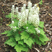 White Tiarella Foam Flower seeds for Planting - Compact Growth, Heirloom & GMO Free Seeds for Home Garden