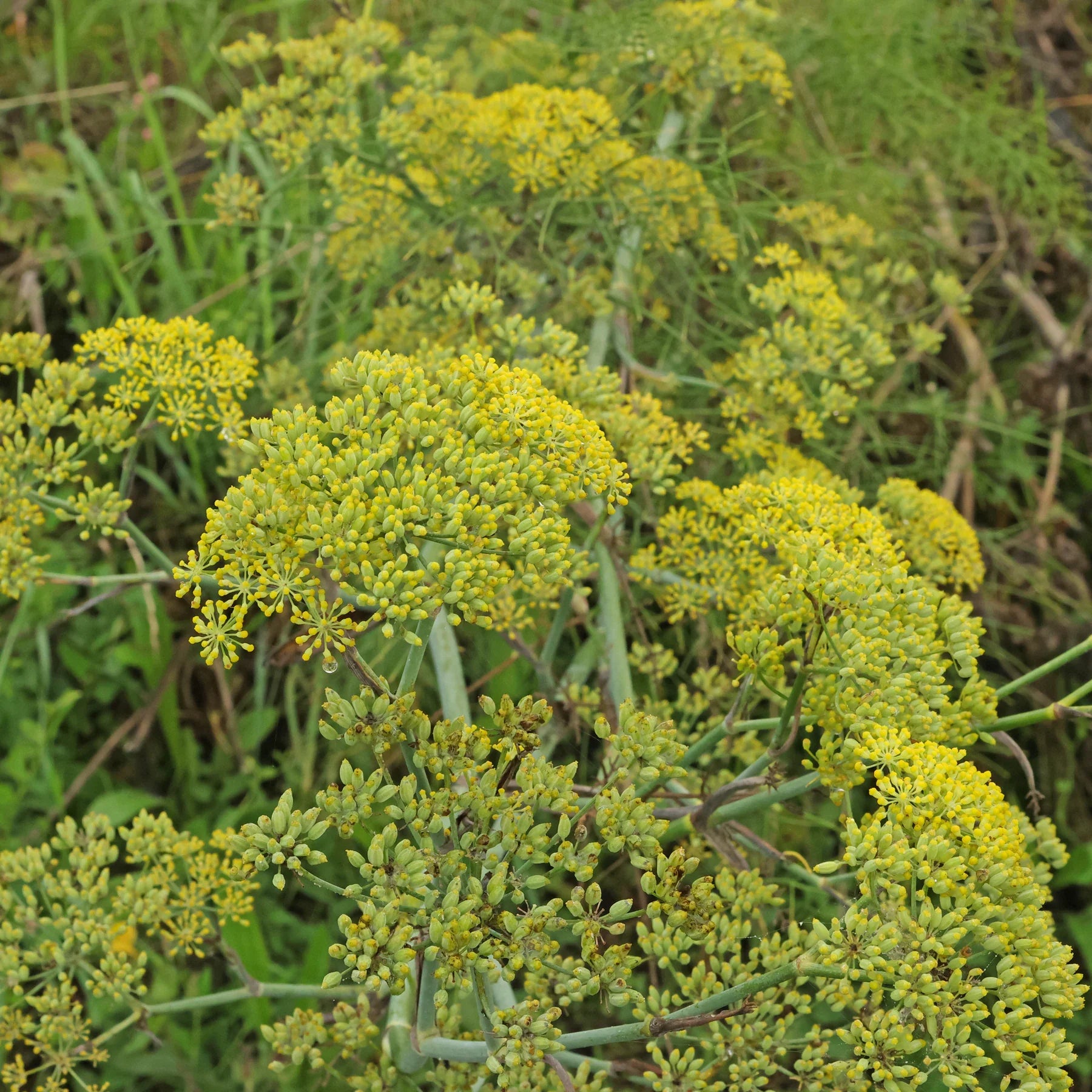 Sweet Fennel Seeds – Aromatic Herb for Garden and Container Growing