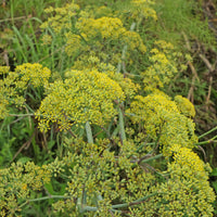Sweet Fennel Seeds – Aromatic Herb for Garden and Container Growing