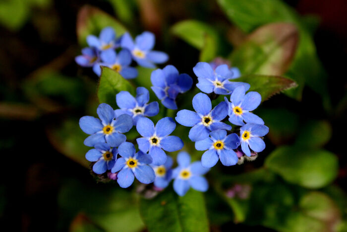 Myosotis Flower seeds for Planting - Colorful Display, Heirloom & GMO Free Seeds for Home Garden