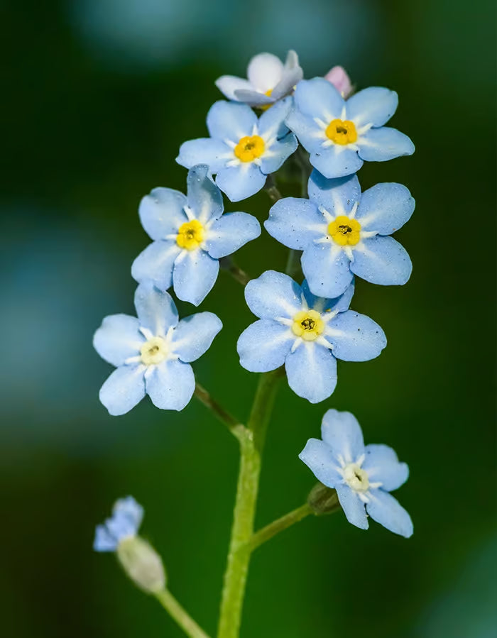 Blue Myosotis Flower seeds for Planting Low Maintenance Heirloom & GMO Free Seeds for Home Garden
 
 Sale