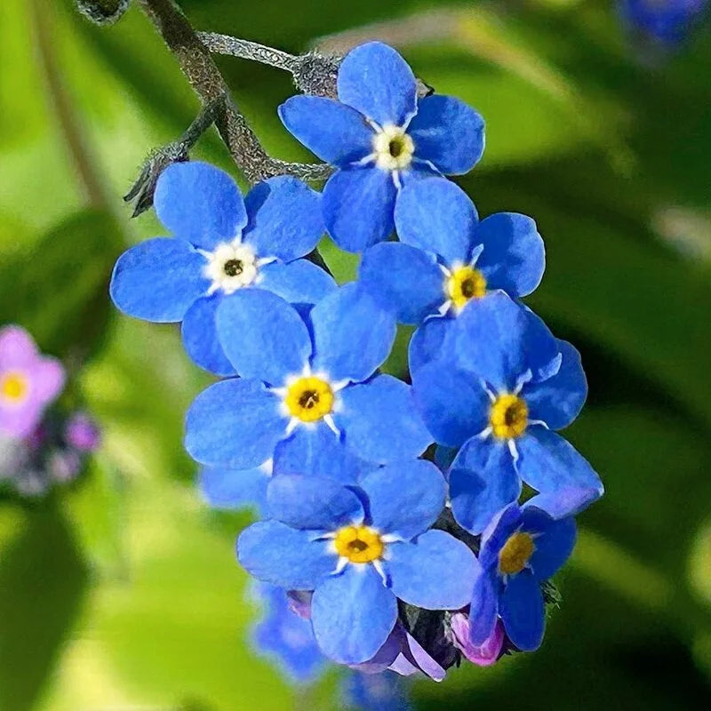 Blue Alpine Forget me not Flower Seeds or Heavenly Hybrid-MYOSOTIS ALPESTRIS/Pure Flower seeds for Planting - Premium Quality, Heirloom GMO Free See