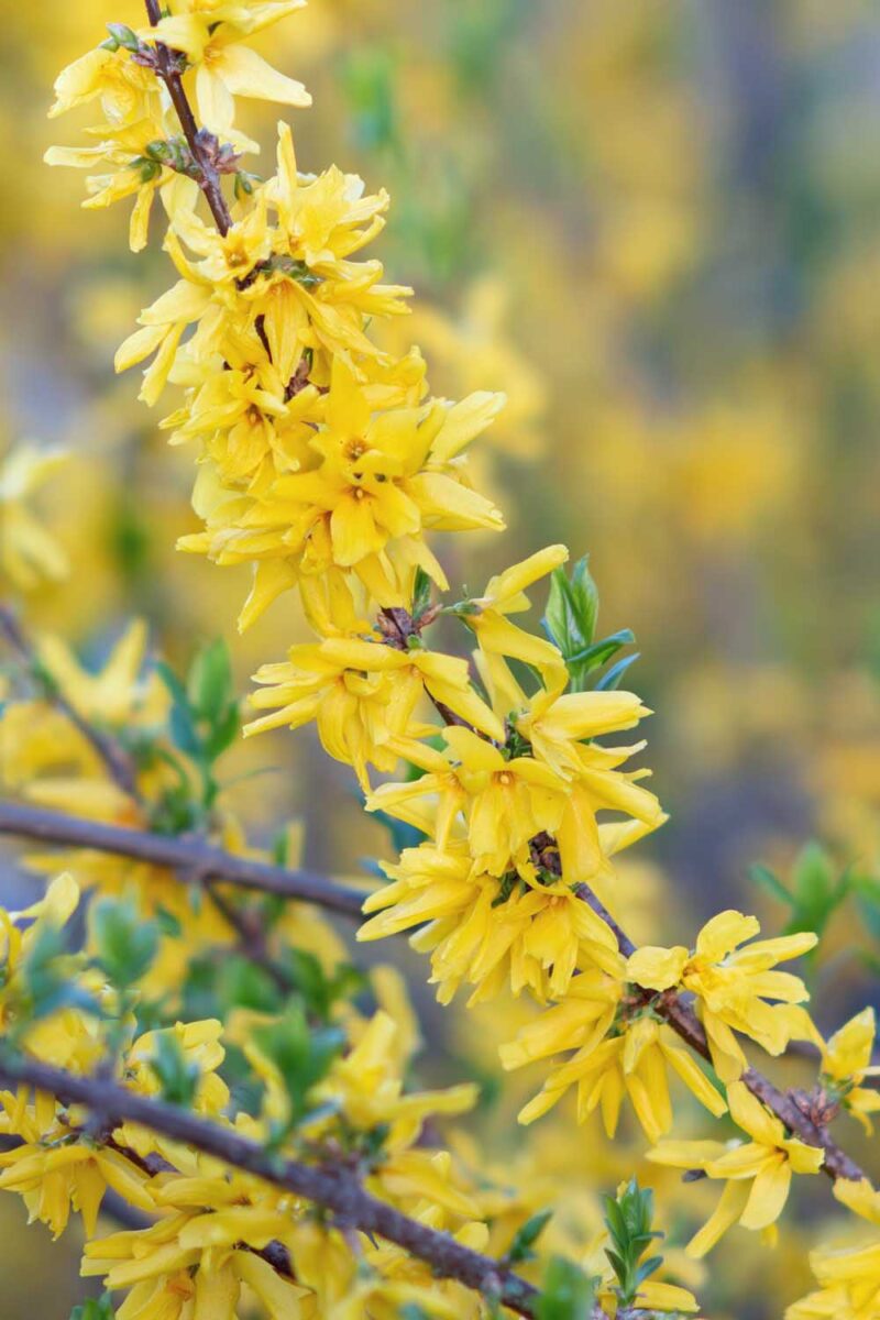 Ornamental weeping forsythia seeds