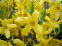 Forsythia Flower seeds for Planting - Wildflower Mix, Heirloom & GMO Free Seeds for Home Garden