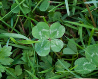 Dark Green Four Leaf Clover Seeds Colorful Display Heirloom & GMO Free Seeds for Home Garden
 
 Sale