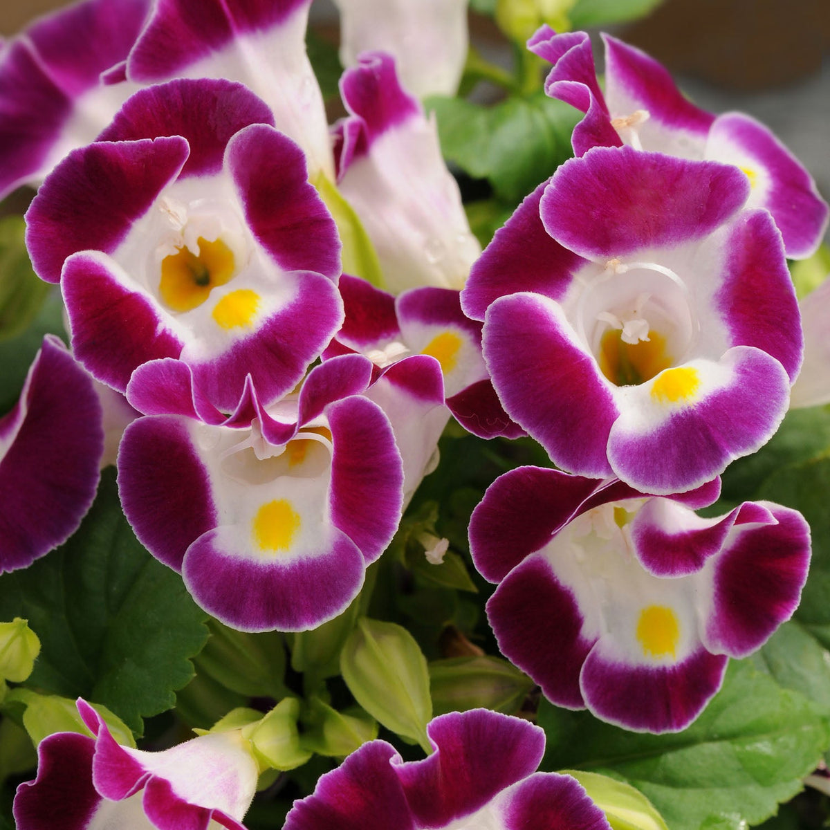 Ornamental Fournieri flowering plant