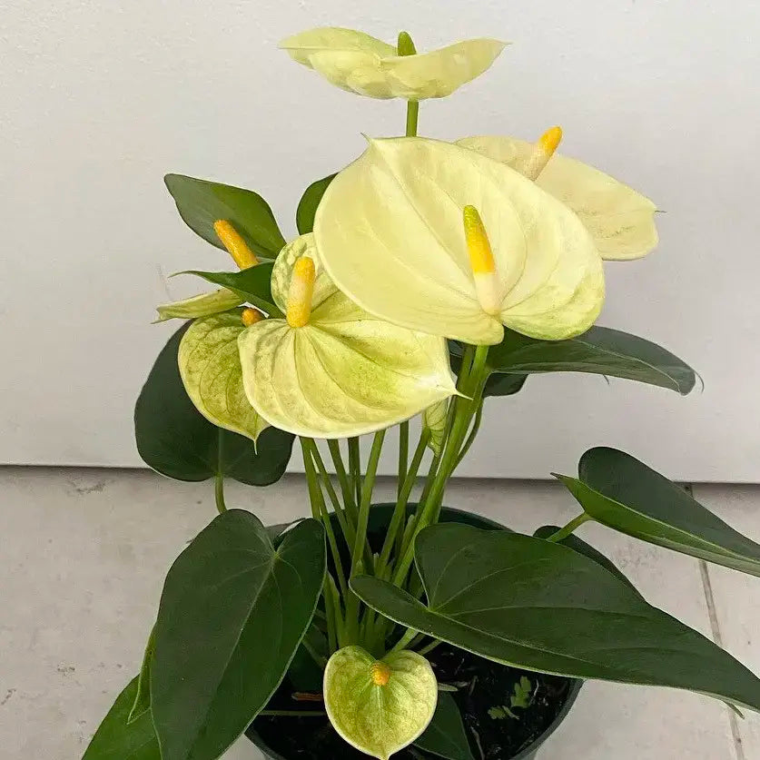 Yellow Anthurium for Planting Compact Growth Heirloom & GMO Free Seeds for Home Garden
 
 Sale