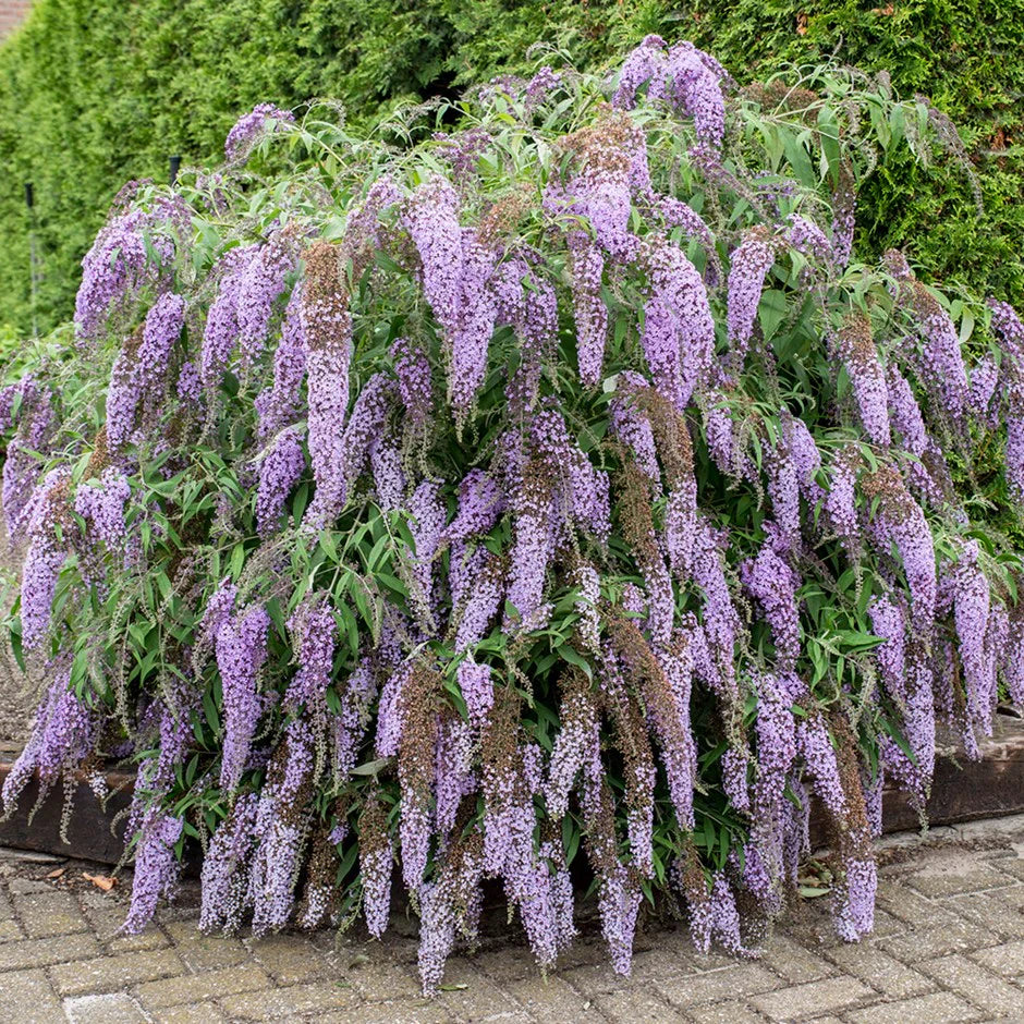 Fragrant Buddleja Davidii Flowers