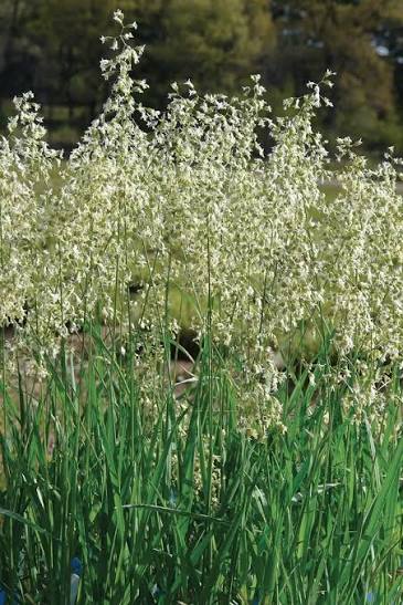 Fragrant Hierochloe odorata grass with slender green foliage.