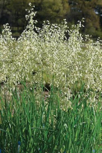 Fragrant Hierochloe odorata grass with slender green foliage.