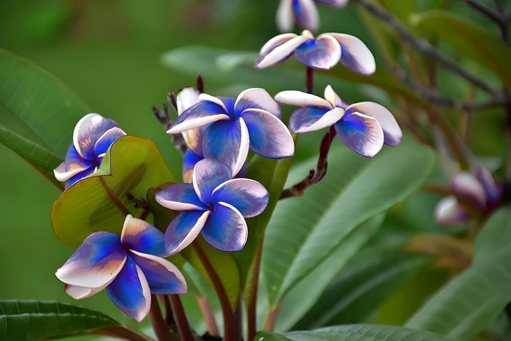 Ornamental Sky Blue Frangipani tree