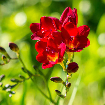Freesia Flower seeds for Planting - Fragrant Blossoms, Heirloom & GMO Free Seeds for Home Garden
 
 Sale seeds for planting in home garden