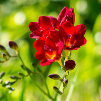 Fresia Flower seeds for Planting Sun Loving Heirloom & GMO Free Seeds for Home Garden 
 
 Sale