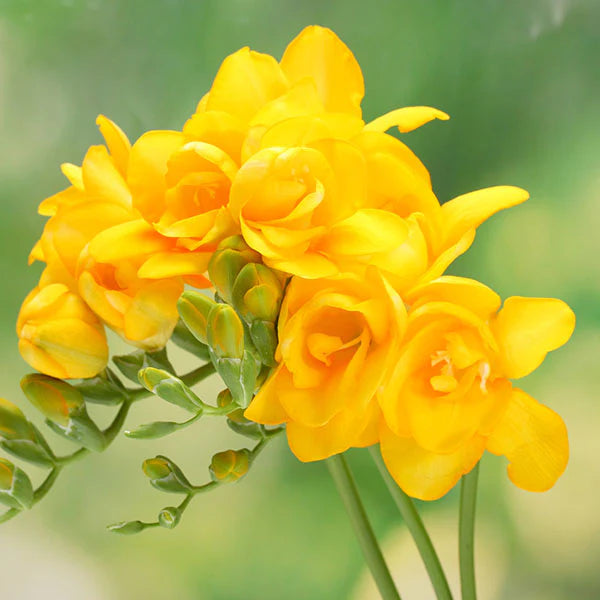 Fresia Flower seeds for Planting Sun Loving Heirloom & GMO Free Seeds for Home Garden 
 
 Sale