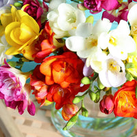Mixed Freesia perennial flower bulbs for colorful garden planting