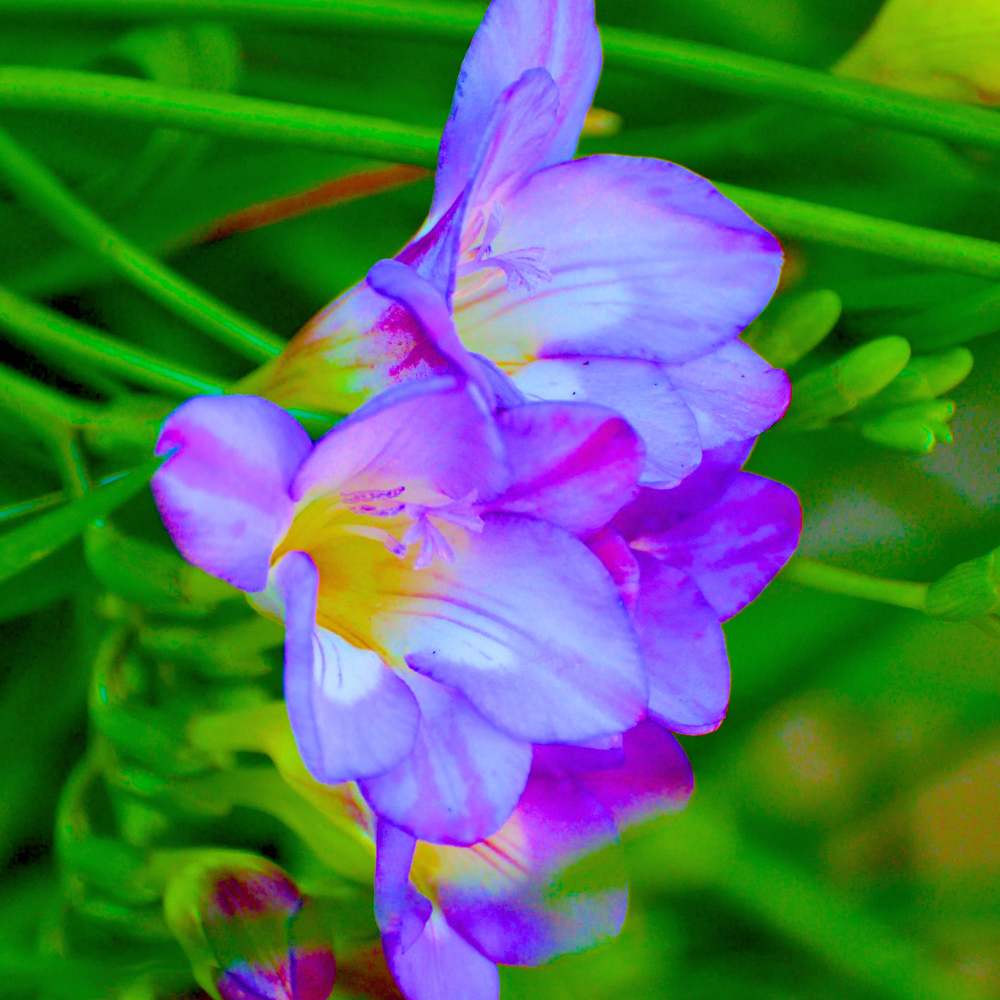 Violet Yellow Freesia Flower Seeds for Planting Cottage Garden Essential Heirloom & GMO Free Seeds for Home Garden
 
 Sale