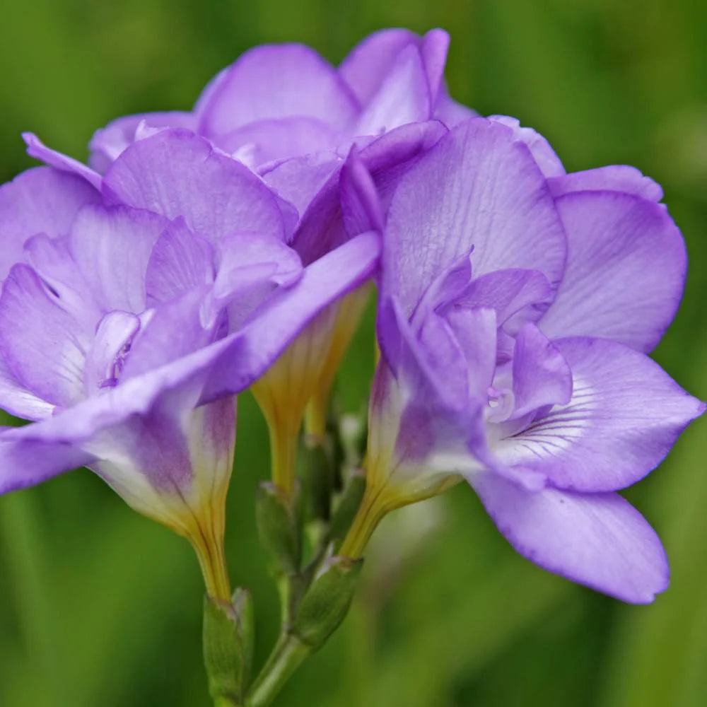 Violet Yellow Freesia Flower Seeds for Planting Cottage Garden Essential Heirloom & GMO Free Seeds for Home Garden
 
 Sale