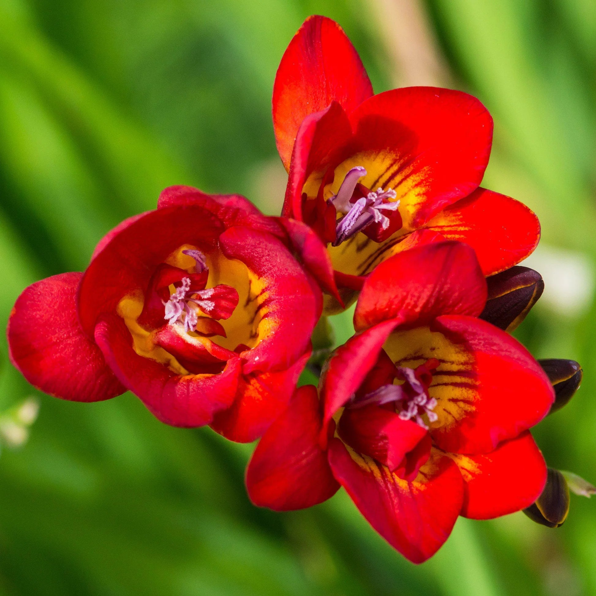 Freesia Bulbs Flower seeds for Planting Long Bloom Season Heirloom & GMO Free Seeds for Home Garden