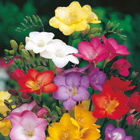 Mixed Freesia Flower seeds for Planting - Hardy Variety, Heirloom & GMO Free Seeds for Home Garden