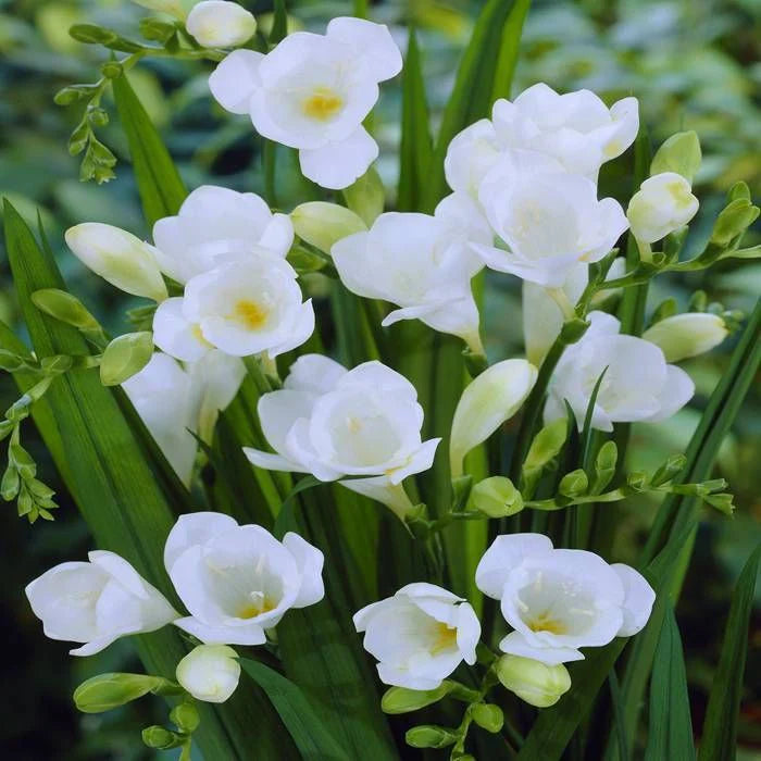 White Freesia Flower Seeds for Planting Hardy Variety Heirloom & GMO Free Seeds for Home Garden
 
 Sale