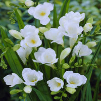 White Freesia Indoor Potted Flower Seeds