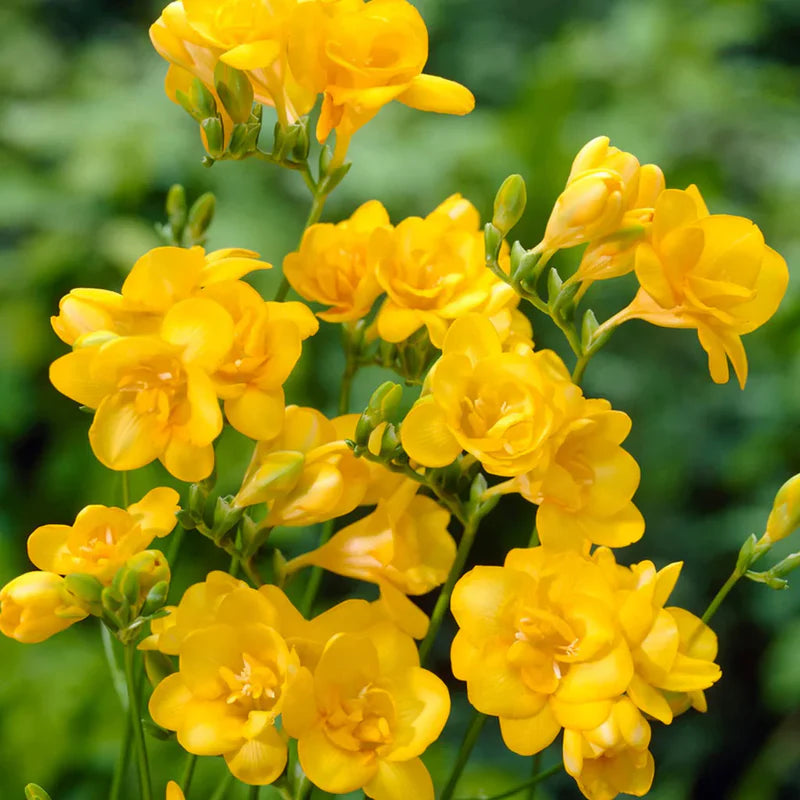 Freesia Flower seeds for Planting - Easy to Grow, Heirloom & GMO Free Seeds for Home Garden