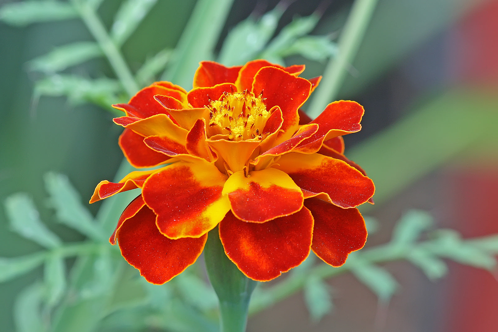 French Marigold Flower seeds for Planting, Hardy Variety Heirloom & GMO Free Seeds for Home Garden