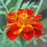 French Marigold Flower Seeds – Bright Compact Blooms for Garden Planting