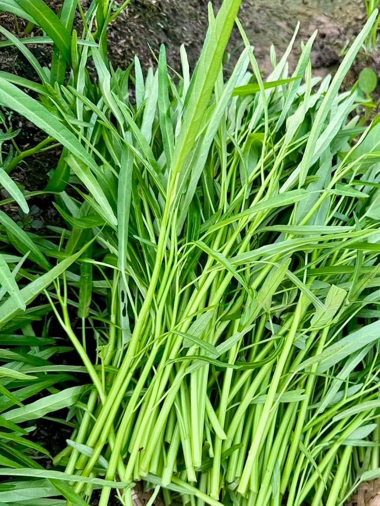 Rau Muong Water Spinach Growing in Garden