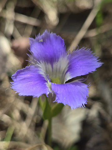 Gentiana Crinita Flower seeds for Planting Pollinator Friendly Heirloom & GMO Free Seeds for Home Garden