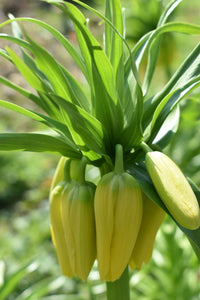 Green Crown Imperial Seeds for Planting Compact Growth Heirloom & GMO Free Seeds for Home Garden
 
 Sale