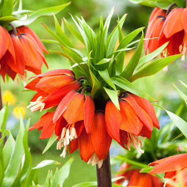 Fritillaria Imperialis Seeds for Planting