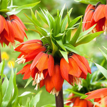 Fritillaria Imperialis Seeds for Planting