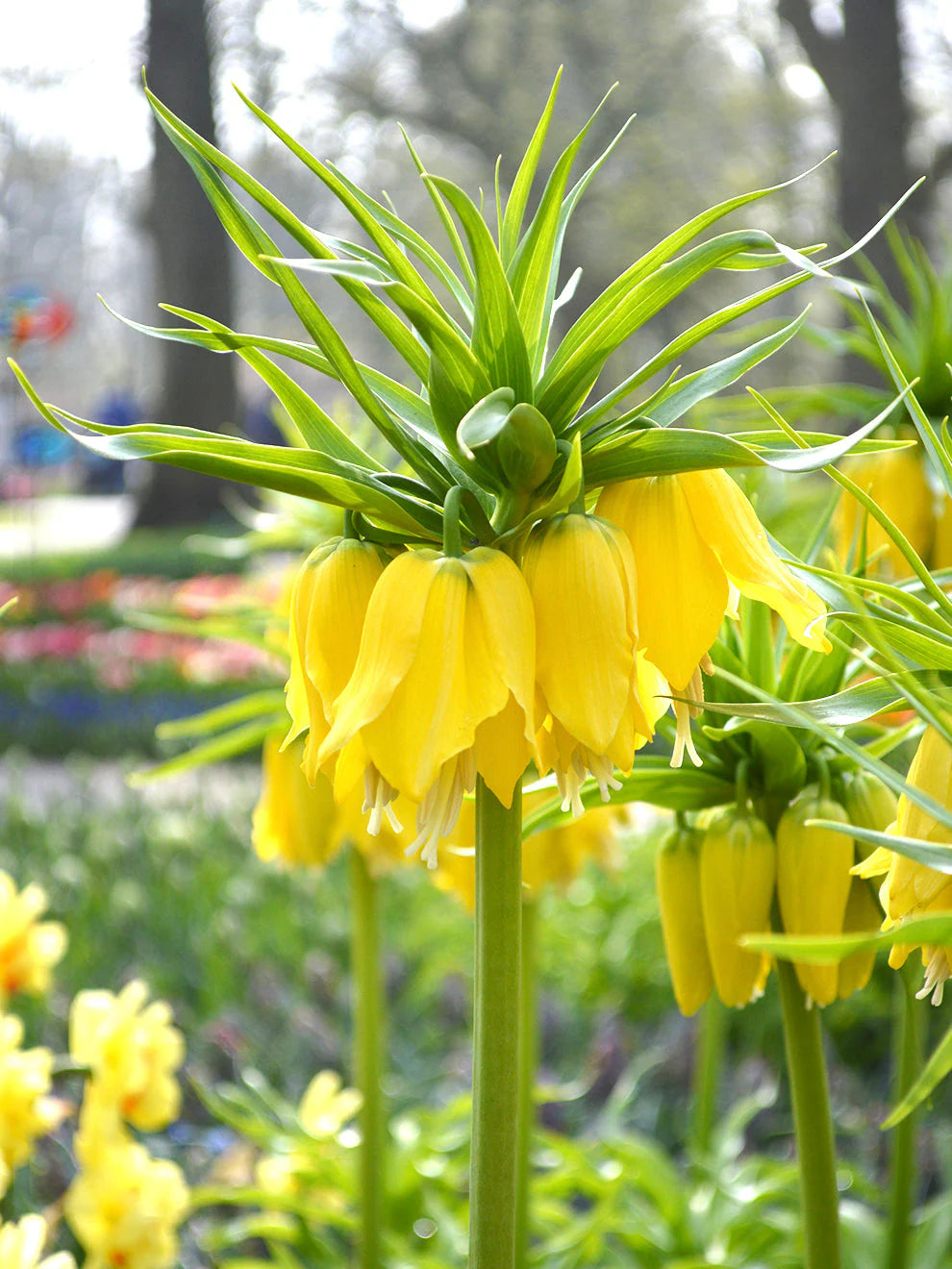 Crown Imperial Flower seeds for Planting - Perfect for Borders, Heirloom & GMO Free Seeds for Home Garden