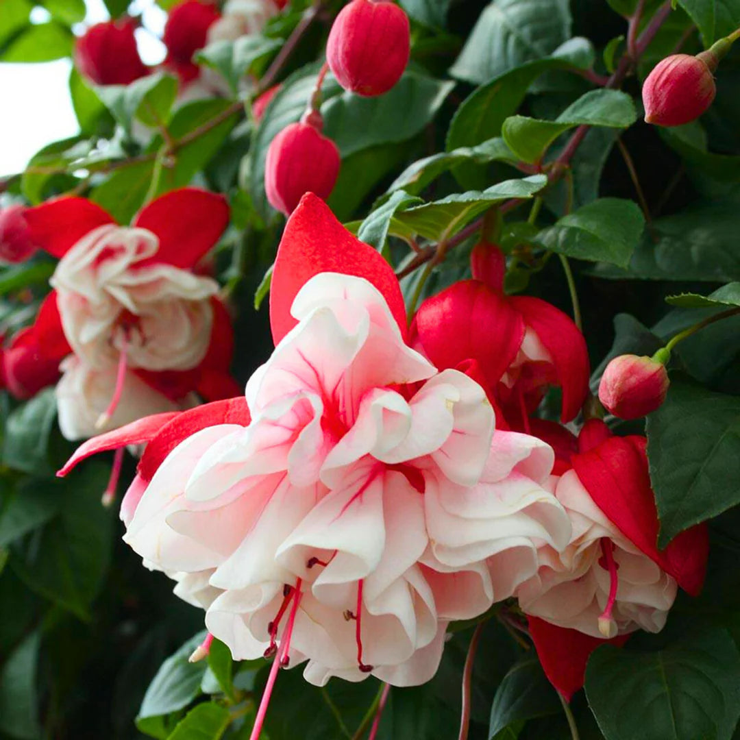 Red Pink Fuchsia Flower Seeds for Planting Garden Favorite Heirloom & GMO Free Seeds for Home Garden
 
 Sale