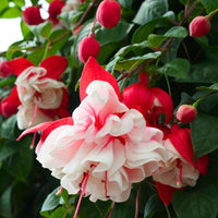 Red Pink Fuchsia Flower Seeds for Planting Garden Favorite Heirloom & GMO Free Seeds for Home Garden
 
 Sale