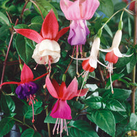 Lavender Mix Fuchsias Flower Seeds for Planting Premium Quality Heirloom & GMO Free Seeds for Home Garden
 
 Sale