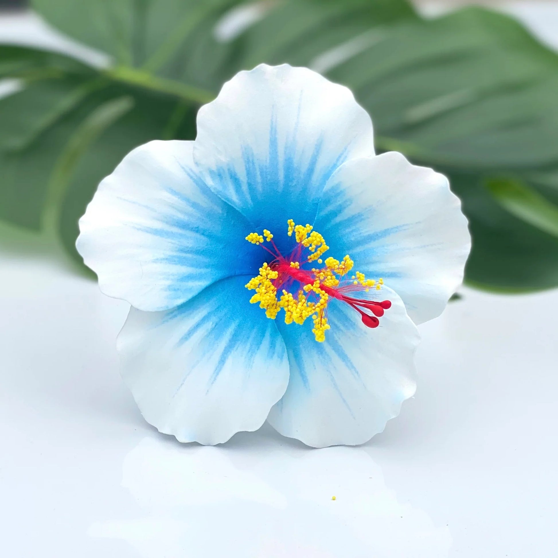 Light Blue Hibiscus Flower Seeds – Low Maintenance Heirloom & NonGMO Seeds for Planting Home Garden
 
 Sale