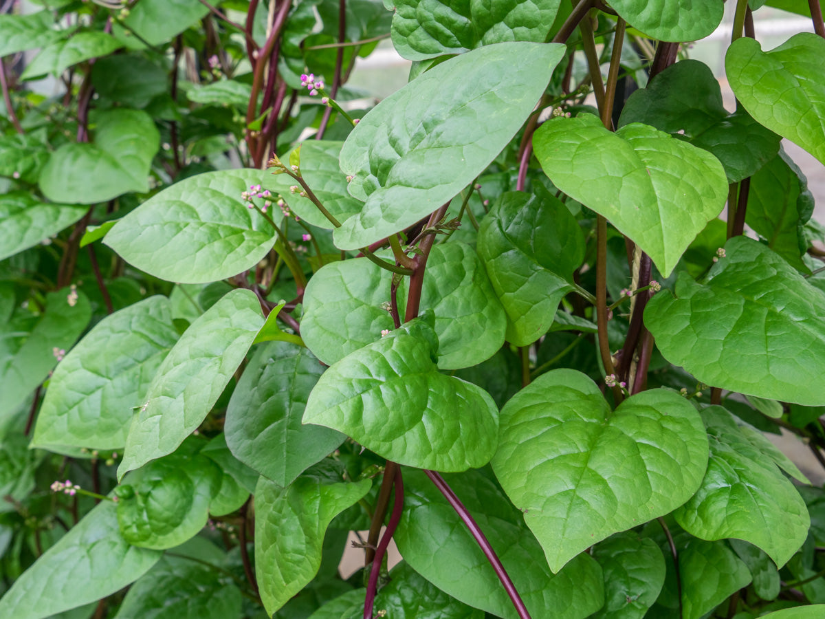 Alugbati herb plant with red stems and healthy green leaves in a home garden.